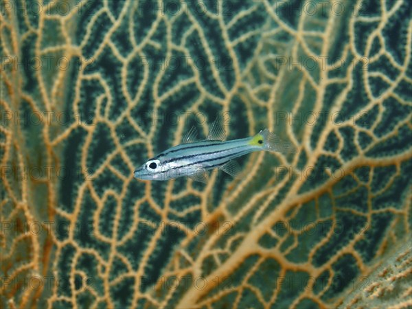 A striped fish, five-line cardinalfish (Cheilodipterus quinquelineatus) in front of giant fan coral