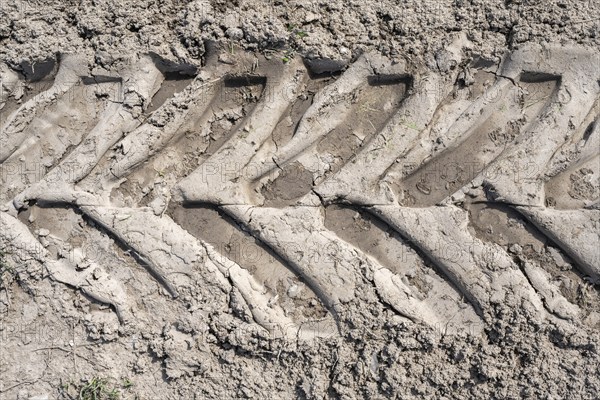 Tyre imprint of a heavy agricultural machine on soil, field, soil compaction, soil damage, Hegau,