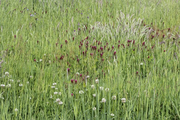 Incarnate clover (Trifolium incarnatum) and white clover (Trifolium repens), Emsland, Lower Saxony,