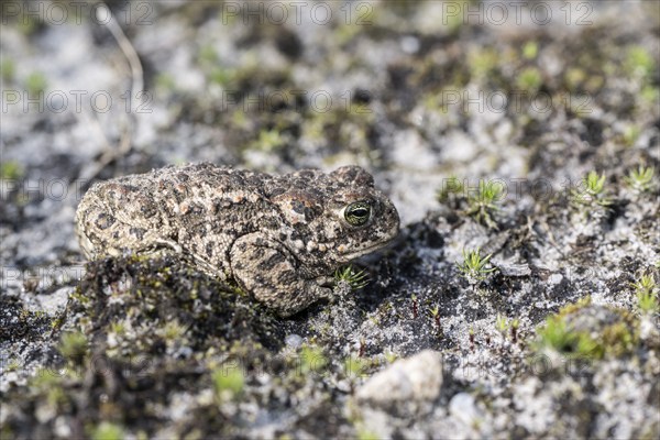 Natterjack toad (Epidalea calamita), Emsland, Lower Saxony, Germany, Europe