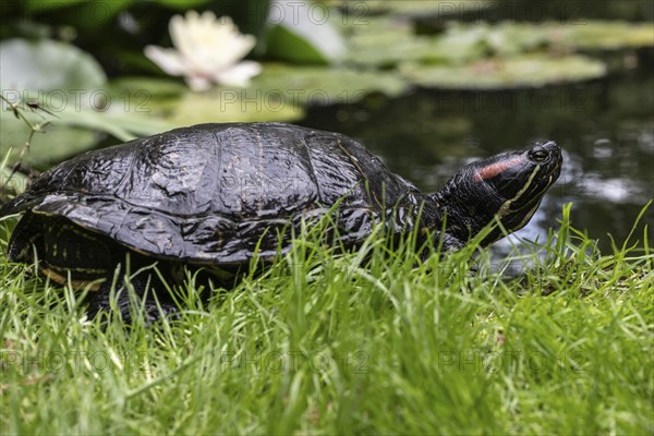 Red-eared slider (Trachemys scripta elegans), Emsland, Lower Saxony, Germany, Europe