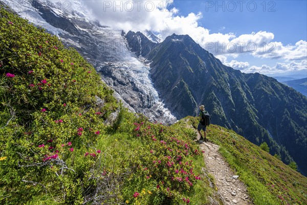 Mountaineer between alpine roses on a hiking trail, impressive mountain landscape with glacier,