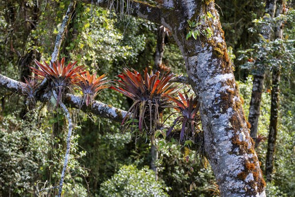 Bromeliads, dense vegetation in the cloud forest, mountain rainforest, Parque Nacional Los