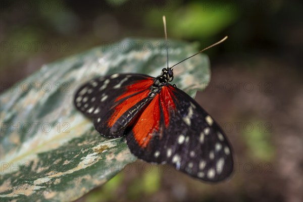 Tarricina half glasswing (Tithorea tarricina pinthias), red black butterfly sitting on a leaf,