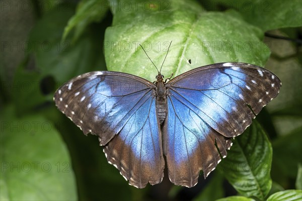 Morpho helenor, blue morpho butterfly sitting on a leaf, Alajuela province, Costa Rica, Central