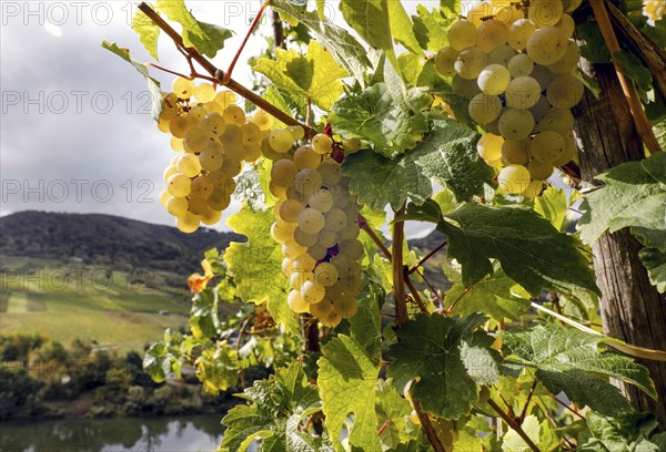 Riesling grapes in one of the steepest vineyards in Europe, Neef, 30/09/2020