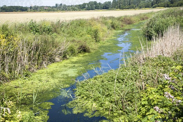 Drainage ditch with green pond weed algae caused by eutrophication, Hollesley marshes, Suffolk,