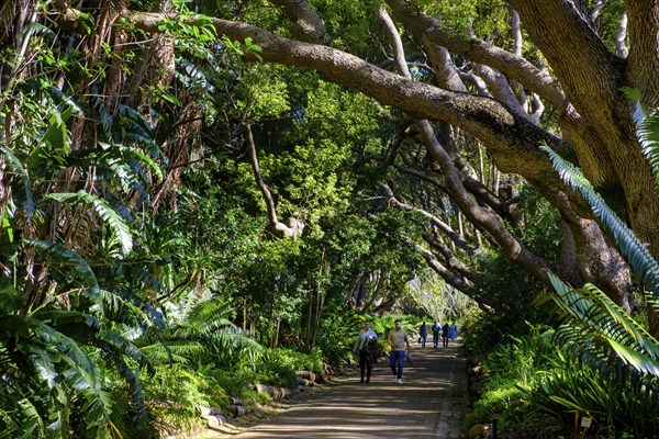 Camphor Trees Avenue, Kirstenbosch Botanical Gardens, Cape Town, Western Cape, South Africa, Africa