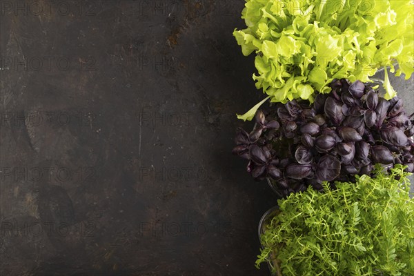 Set of boxes with microgreen sprouts of purple basil, marigold, lettuce on black concrete