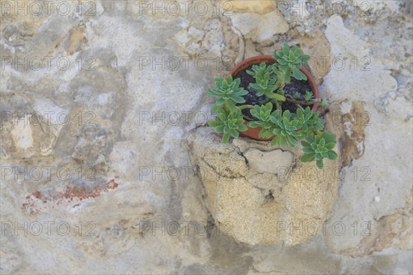 A small plant growing in a pot embedded in a stone wall, Provence, France, Europe