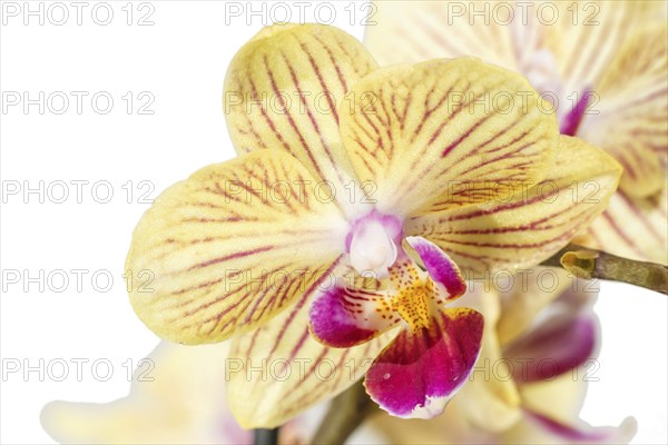 Beautiful orchids of different colors on white and grey background. Phalaenopsis hybrids. Close up