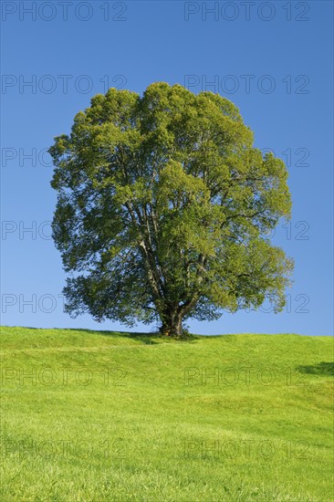 Large lime tree in Oberägeri, Canton Zug, Switzerland, Europe