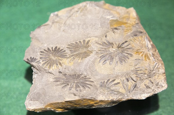 Plant flower leaf fossil display in Radstock museum, Somerset, England, UK