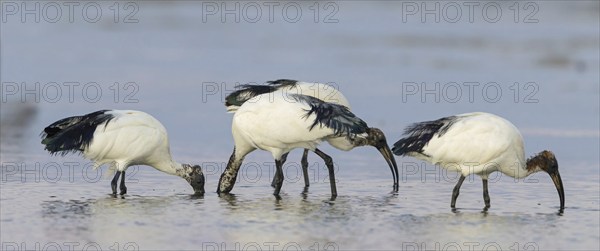 African sacred ibis (Threskiornis aethiopicus), family of ibises and spoonbills, three animals,