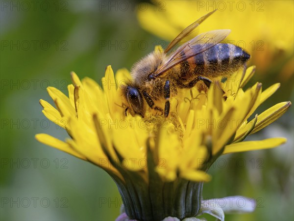 European hornet (Vespa crabro), insect, insects, macro, plant, garden, Neuhofen,