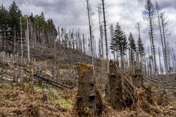 Dead spruce trees, broken by wind, lying in disarray, forest dieback in the Arnsberg Forest nature