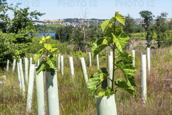 Reforestation in the Arnsberg forest above the Möhnesee, Soest district, tubes as browsing