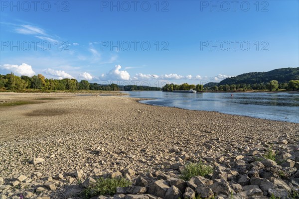 The Rhine at extremely low water, near Bad Honnef Rhöndorf, below the Drachenfels, Nonnenwerth