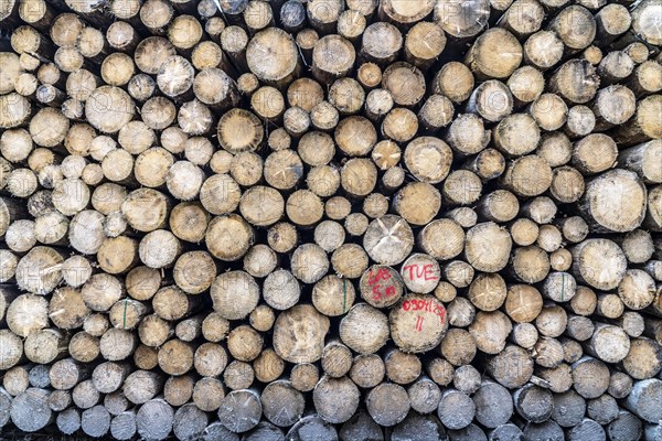 Felled, stacked spruce trunks, forest dieback in the Arnsberg Forest nature park Park, over 70 per