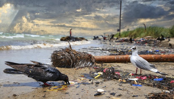 Symbolism, waste problem, environmental pollution, birds with oil-stained feathers, AI-generated,