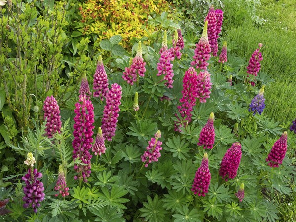Garden Lupins (Lupinus Polyphyllus), pink and purple lupine flowers, covered in raindrops, in a
