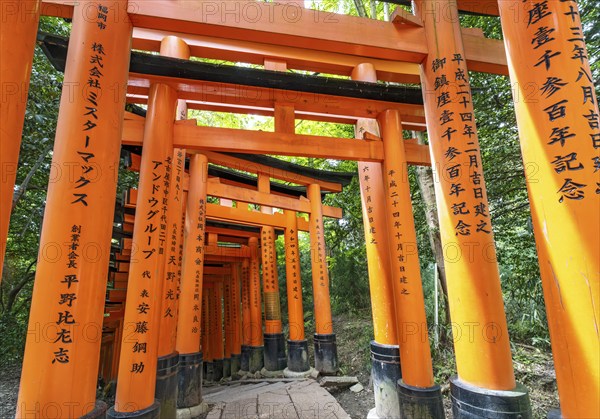 Torii path, Fushimi Inari-Taisha shrine, Kyoto, Japan, Asia