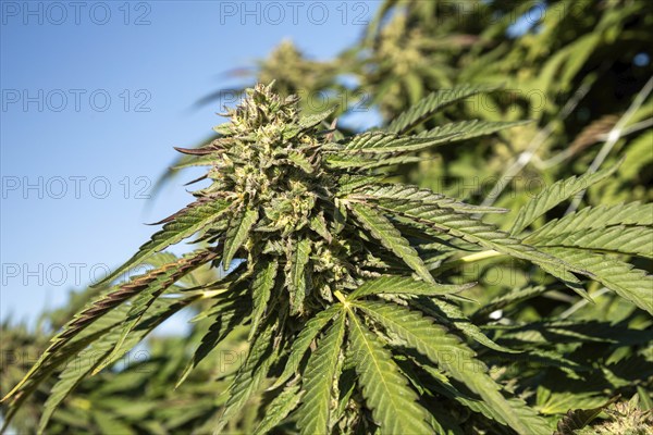 Paw Paw, Michigan, Grasshopper Farms, a large outdoor cannabis grower in west Michigan