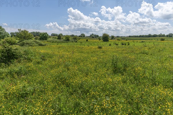 Blooming meadows in the nature reserve Holnis peninsula, NSG at the Flensburg Fjord, blue sky,