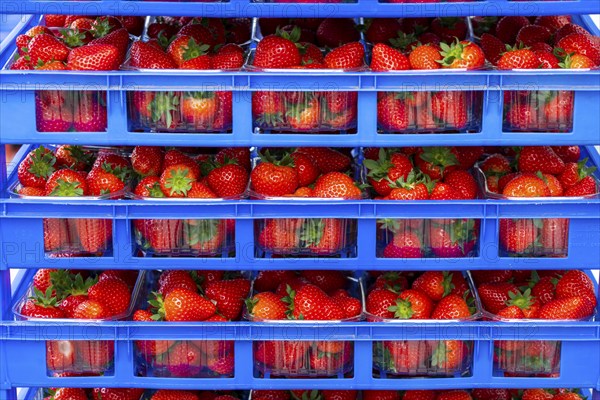 Freshly harvested strawberries, packed in boxes and crates for the consumer, strawberry cultivation