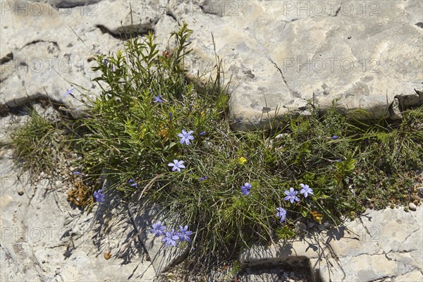 Flowering lily pink (Aphyllanthes monspeliensis) on the limestone cliffs of the Sautadet cascades