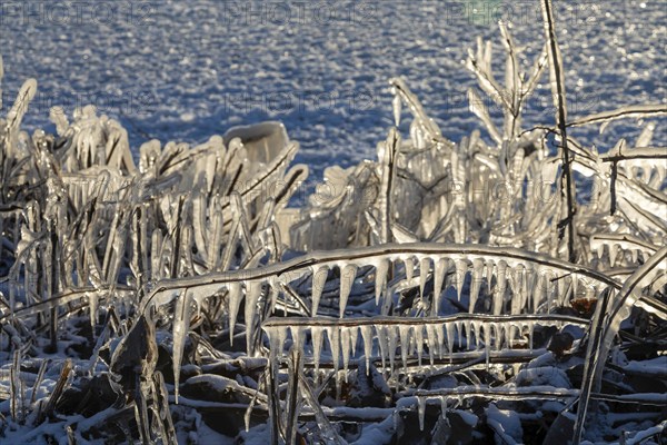 Harrison Twp, Michigan, Ice coated vegetation on the shore of Lake St Clair after a heavy rainstorm