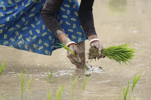 Morigaon, India. 20 February 2024. Women plant rice saplings in a paddy field on February 20, 2024