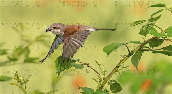 Red-backed shrike (Lanius collurio), female, departure photo, take-off, Hockenheim,