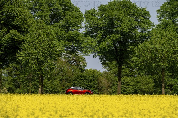 Landscape on the Lower Rhine, federal road B57, between Xanten and Kalkar, road traffic, North