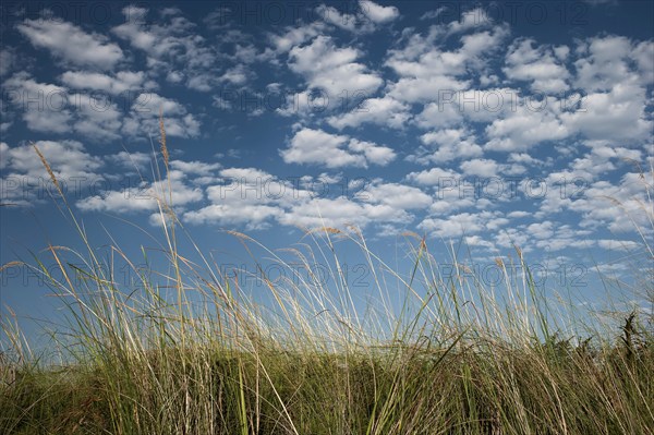 Riparian landscape, nature, natural landscape, river, riverbank, reeds, morning mood, blue sky,