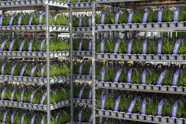 Horticultural company, lavender plants, in flower pots, outdoors, are packed for transport to the
