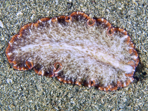 Flatworm with dotted skin and red edges, red-brown whirlpool worm (Pseudoceros) on sandy seabed,