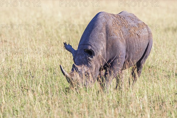 Black rhinoceros (Diceros bicornis) grazing on a savanna grassland in Africa, Maasai Mara National