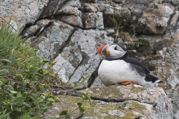 Puffin (Fratercula arctica) Skomer Island, Wales, Great Britain
