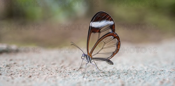 Glasswing butterfly (Greta oto), butterfly with transparent wings sitting on the ground, Alajuela
