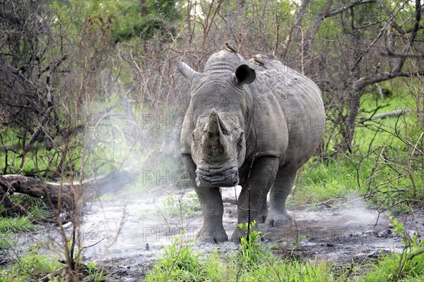 White rhino (Ceratotherium simum), adult, male, alert, startled, Kruger National Park, Kruger