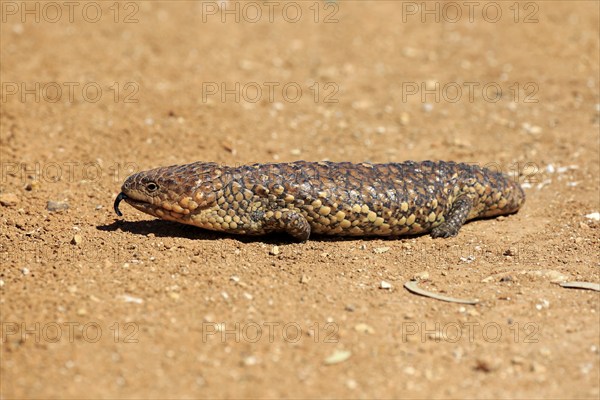 Pine cone lizard, pine cone skink, Sturt lizard (Tiliqua rugosa), adult running, showing tongue,