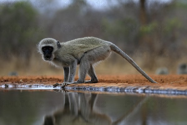Vervet Monkey (Chlorocebus pygerythrus), adult, drinking, at the water, Kruger National Park,