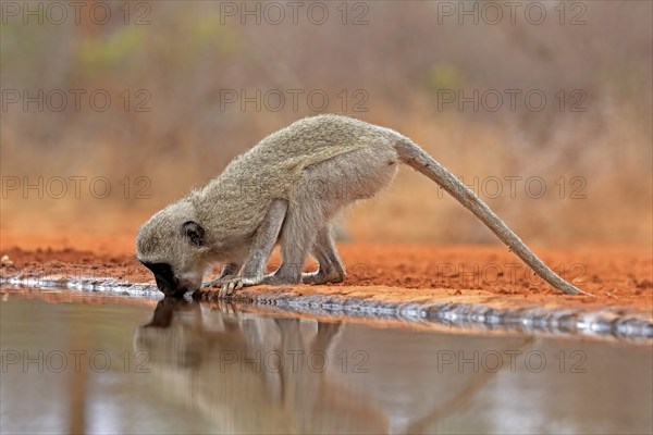 Vervet Monkey (Chlorocebus pygerythrus), adult, drinking, at the water, Kruger National Park,