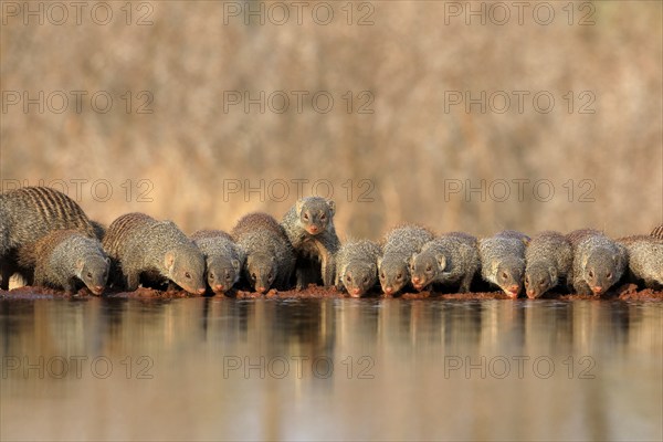 Zebra mongoose (Mungos mungo), adult, group, at the water, drinking, Kruger National Park, Kruger