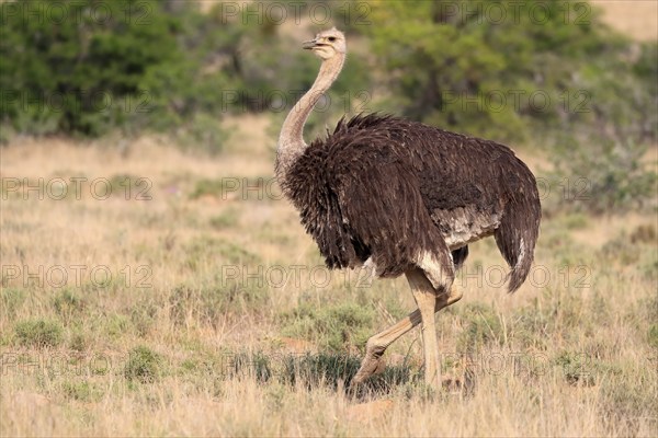 South African ostrich (Struthio camelus australis), common ostrich, adult, female, running,