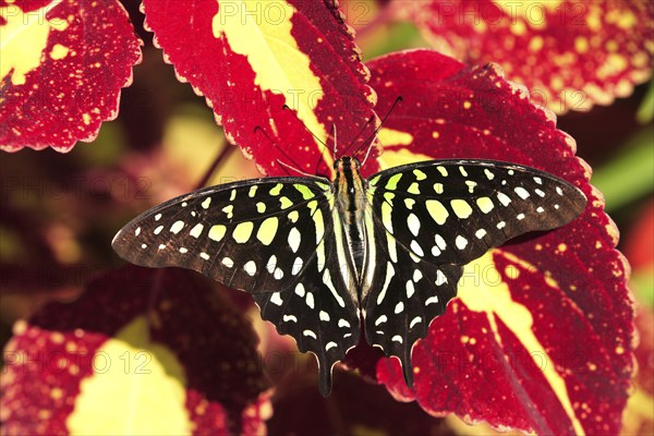 Malachite butterfly (Siproeta stelenes), Malachite owl, imago, Florida, USA, North America