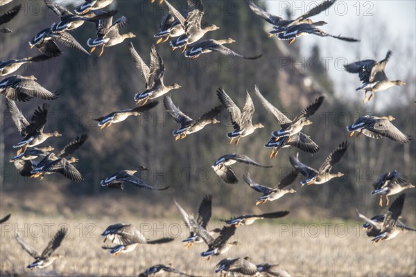 Bean geese (Anser fabalis), flying, Emsland, Lower Saxony, Germany, Europe