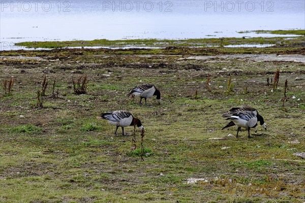 White-fronted geese on a sea meadow on the shore of the Baltic Sea at the southern tip of Öland
