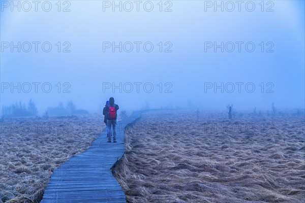The High Fens nature park Park, in the German-Belgian border region near Eupen, winter, fog, wooden